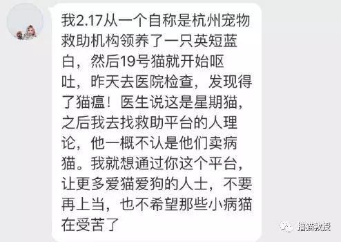 捐赠900块之后，我领养到了一只生病的英短小猫