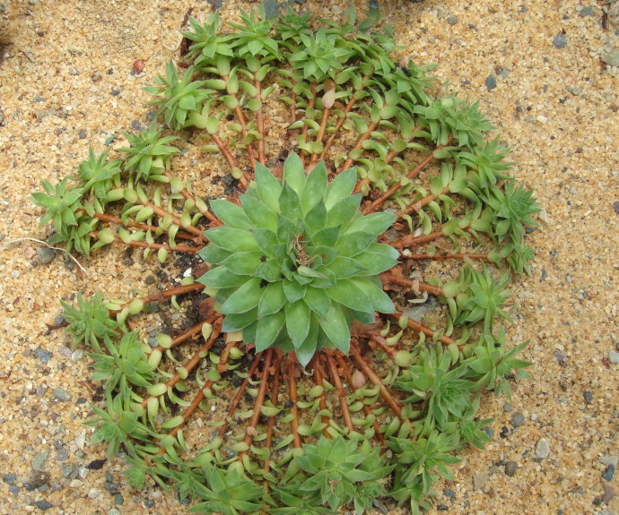 多肉植物观音莲的养殖方法有什么，这里知道来看看吧