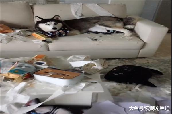 二哈把家拆完之后，还悠然自得坐在沙发上，网友：看把狗子累的！