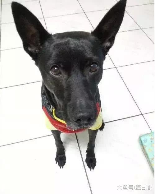 心里得多阴暗才做的出这事，用水泥活埋流浪狗，幸亏遇上善良的人