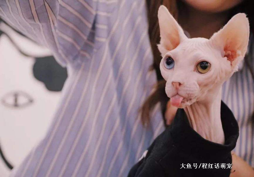 高贵的无毛猫，你欣赏的来吗