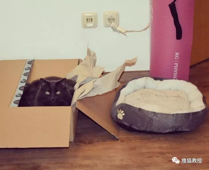 那些让铲屎官崩溃的瞬间，太惨了啊！