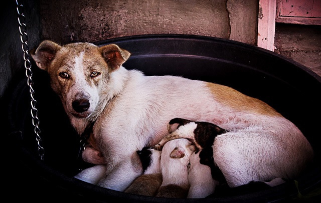 狗吃屎的习惯一旦养成，往后，真的就是狗改不了吃屎了