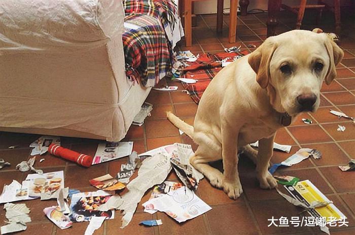 狗子拆了家，铲屎官们一气之下出绝招，看看他们的惩狗妙法