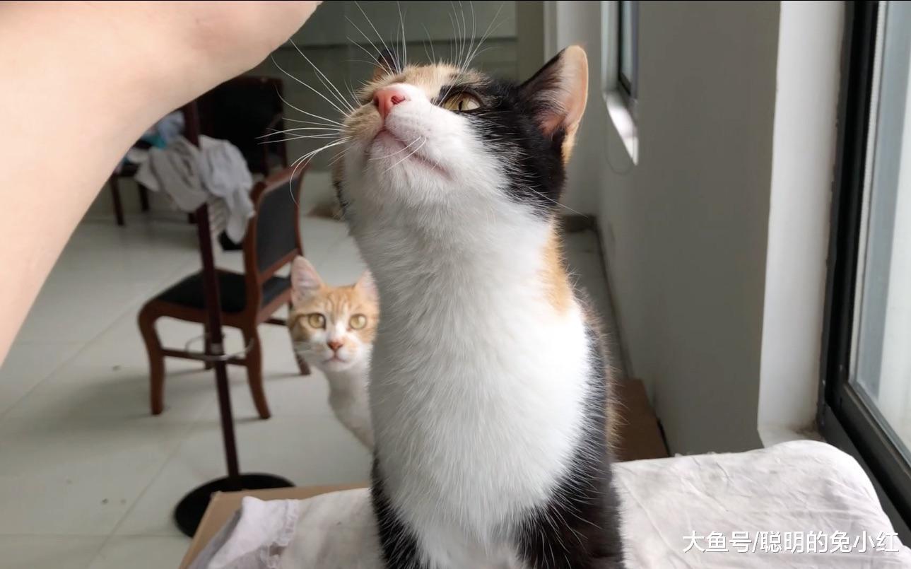 当家养流浪猫，遇到仓鼠，猫：你是来搞笑的吗？