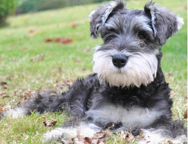 养狗小知识: 雪纳瑞除了狗粮, 还可以吃这6种食材, 越吃越健康