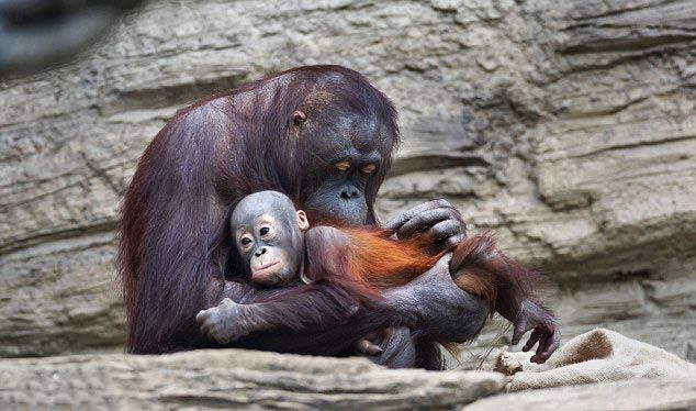 摄影师在动物园无意间拍下猩猩们的这一幕，简直太温馨了
