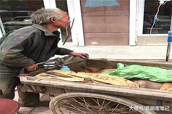 狗狗生病输液时，拾荒老人守在一旁全身心的呵护着它，画面好心酸