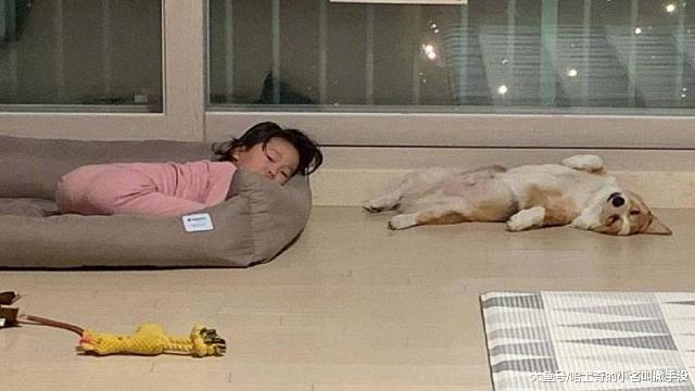 柯基的窝被小主人强占了，只能睡地板，柯基：我为这个家付出太多