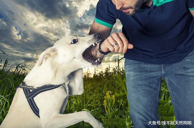 养狗生涯，就怕遇到这5种情况，你有试过吗？