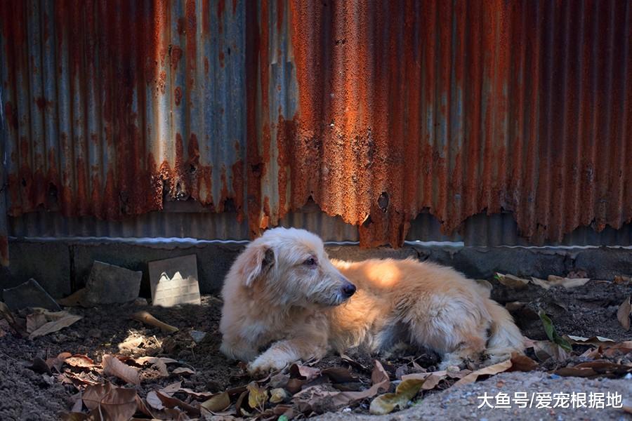 家中狗粮无故消失，“小偷”竟是儿子，母亲得知真相后感动不已