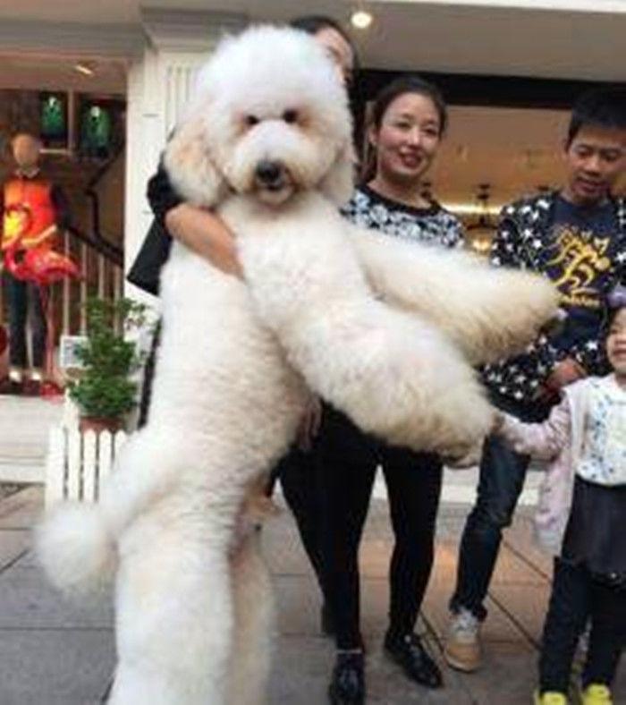 巨貴看到小泰迪有人抱，非要主人背，主人：自己什么體型沒點數？