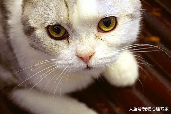 辟谣！买猫光看颜值就行了？不仅要好看的皮囊，四肢协调更重要