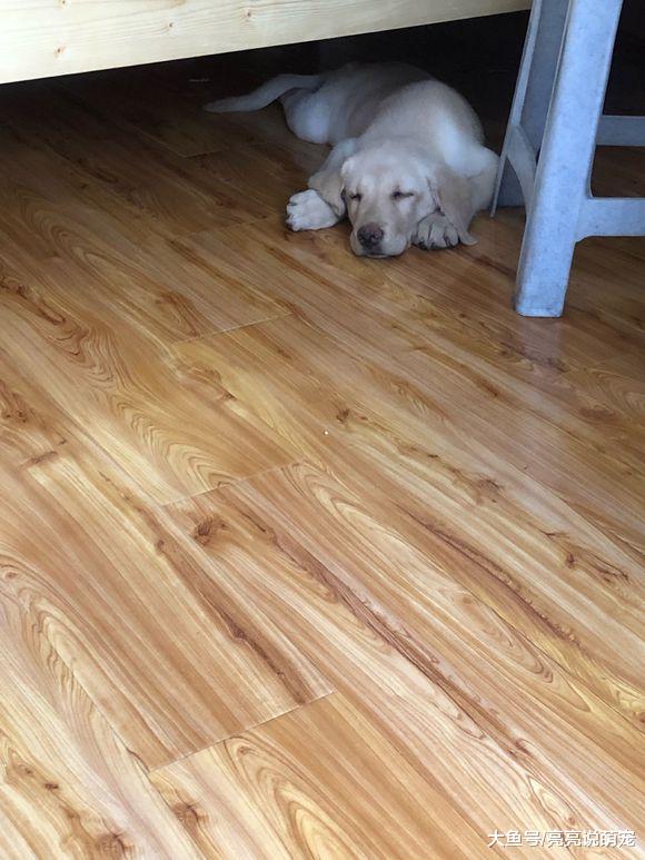 拉布拉多从来不在自己窝里睡，它选的地方都让人想不到