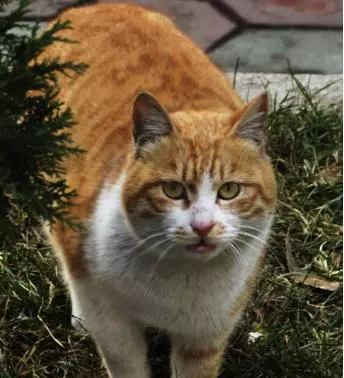 我要被虐哭了！池塘养的鱼快被猫偷完了