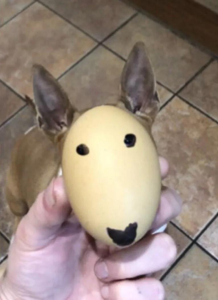 主人为狗狗做创意换脸手术爆红，各路网友纷纷加入挑战！