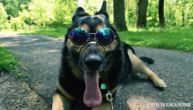 有这5个表现的狗狗，说明它是忠心犬，你没有白养