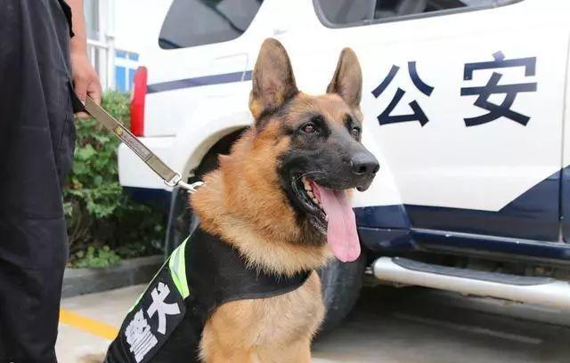 小流浪狗赖上警犬，竟被收编，或成为警犬基地“陪玩犬”