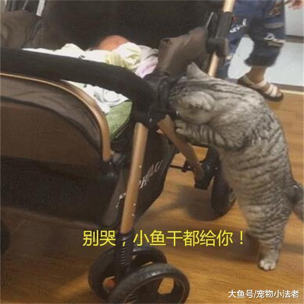 小主人被惡夢嚇得大哭，胖貓馬上過來安慰：別哭，我的魚干都給你