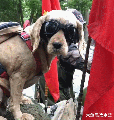 此狗不火，天理不容！帅的一逼～狗子，你这是跟着铲屎官跑毒呢？