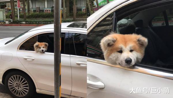 秋田犬脸超臭，说好去玩坐了一天车，主人：师傅帮忙摸摸它