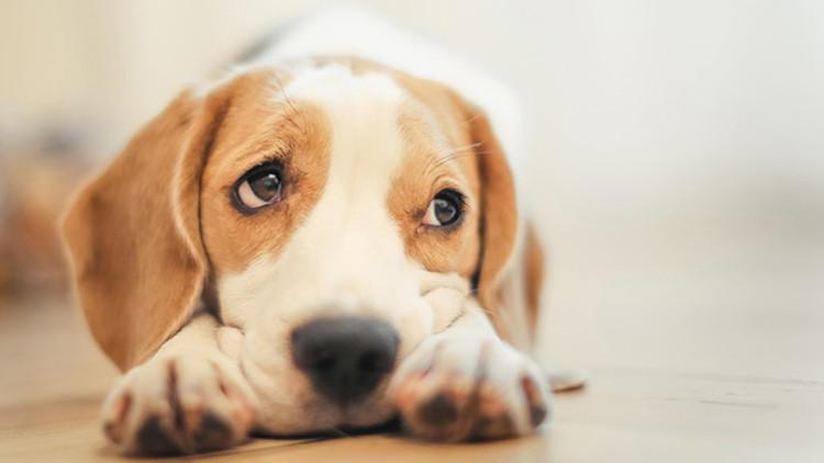 狗狗想要爬上床睡, 主人是否应该允许呢