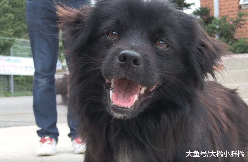 狗狗做起了“导游”，每天带着游客去爬山，主人知道后说出了原因