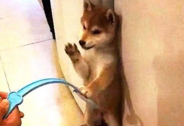 已经三天没让妈妈打的柴犬又惹事了！汪：铲屎的，打狗不打脸！