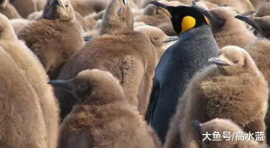 企鹅换毛季 像极了裘皮时装展 各种款式的裘皮太美了