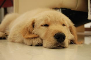 狗狗有这3中表现，很有可能是要跟你告别了，别因为大意而错过