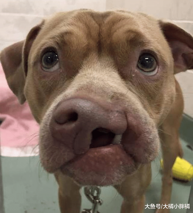 狗狗长相不受待见，被抛弃1年后遇到对的人，4次整容令它满脸幸福