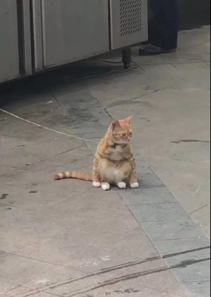 我太难了，以后我可能是只废猫了