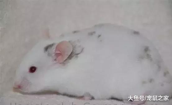 一文带你走进仓鼠世界: 仓鼠种类之叙利亚仓鼠(下)