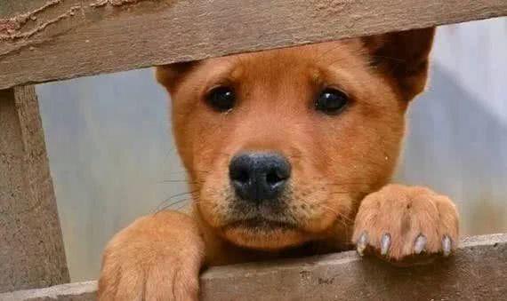 狗狗要多少年才能忘记主人？女同事看完偷偷拿出纸巾擦泪