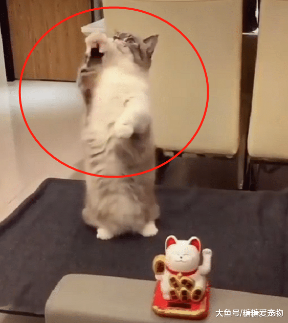 猫咪看到“招财猫”摆件，居然模仿了它的动作，主人：成精了你？