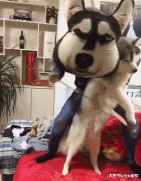 听说养狗时间越长，狗和主人会越来越像，还会带给主人沙雕气质