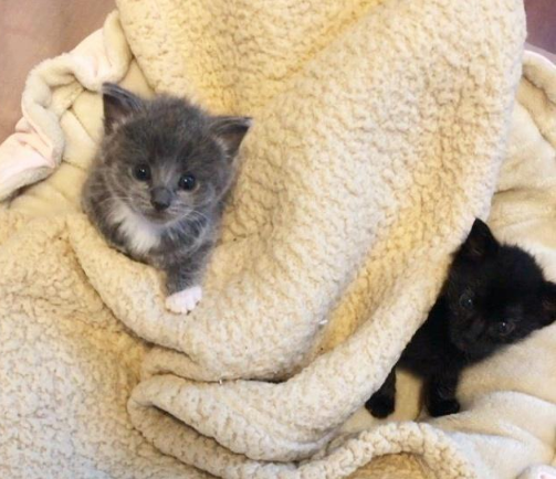 还没睁眼就生活在学校草丛中，被好心人发现时，它还紧紧抱着妹妹