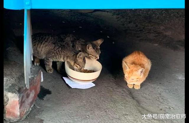 阿姨喂养流浪猫常收到投诉，一天意外收到了张纸条，心里瞬间好暖