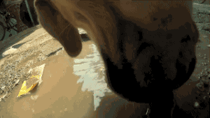 流浪狗一天的遭遇，看完莫名心酸