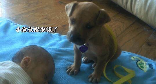 为了照顾睡着的小主人，狗狗困极了也不敢睡