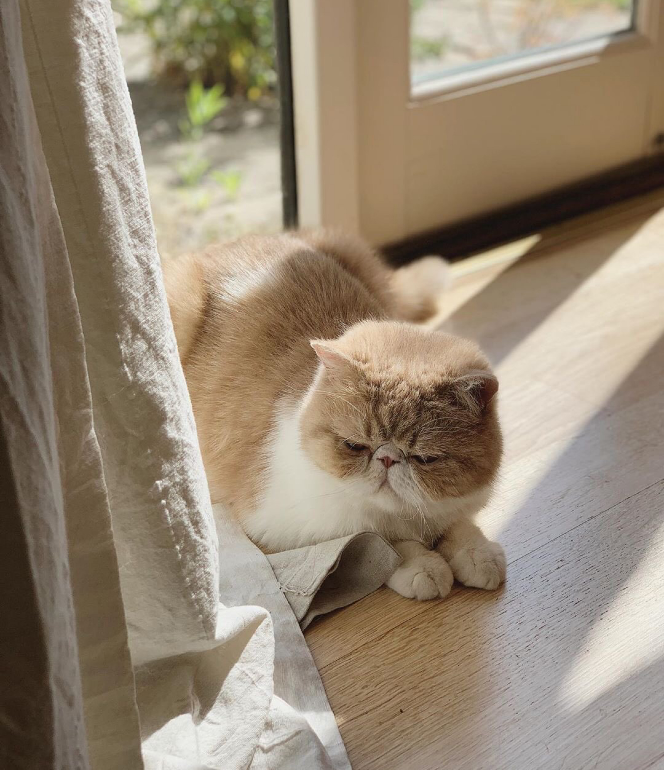 这只加菲猫的颜值一点也不输给布偶猫，要萌死人啊！好想抱走……