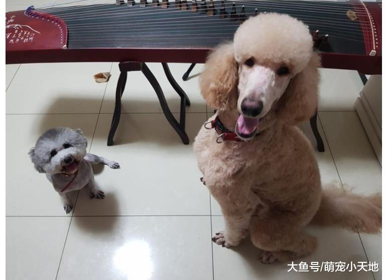 贵宾犬剪毛后变大嘴鸟？网友看对比照后笑炸：确定没抱错只