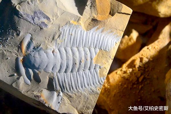 在5亿年前的寒武纪，为什么会突然经历生命大爆发？