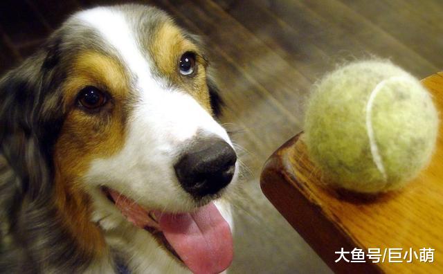为了省钱用网球当狗狗的玩具？其实这里面有安全隐患，请慎重考虑