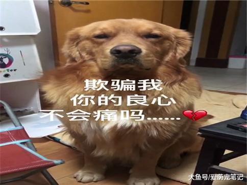 面对睡懒觉的铲屎官, 金毛开启撒娇模式想要出去玩, 这狗好可爱啊