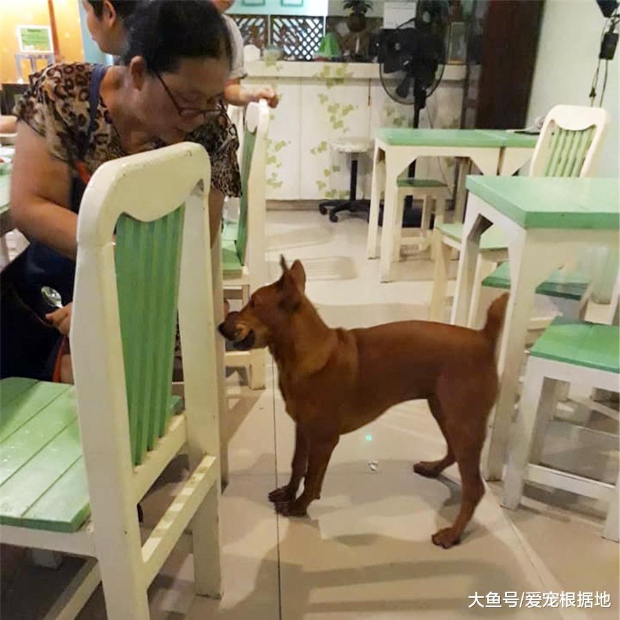 小餐馆中的流浪狗，吃得比家犬还胖，只因遇到一个好老板