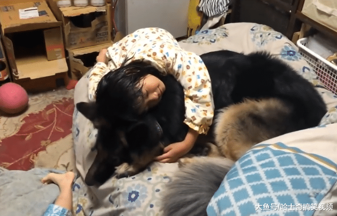 德牧从小跟宠主睡，3岁了还当自己是小狗，跟小主人抢妈妈