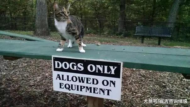 动物站在告示牌前，十分爆笑，牌子：给个面子，看我一眼好不好？