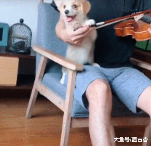 小狗狗太胖主人为此伤透了脑筋，没想到每天陪主人拉小提琴竟然瘦了？