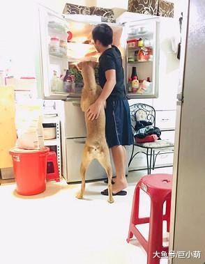 冰箱里的食物经常失踪，听见怪声开门发现，原来是一人一狗在偷吃